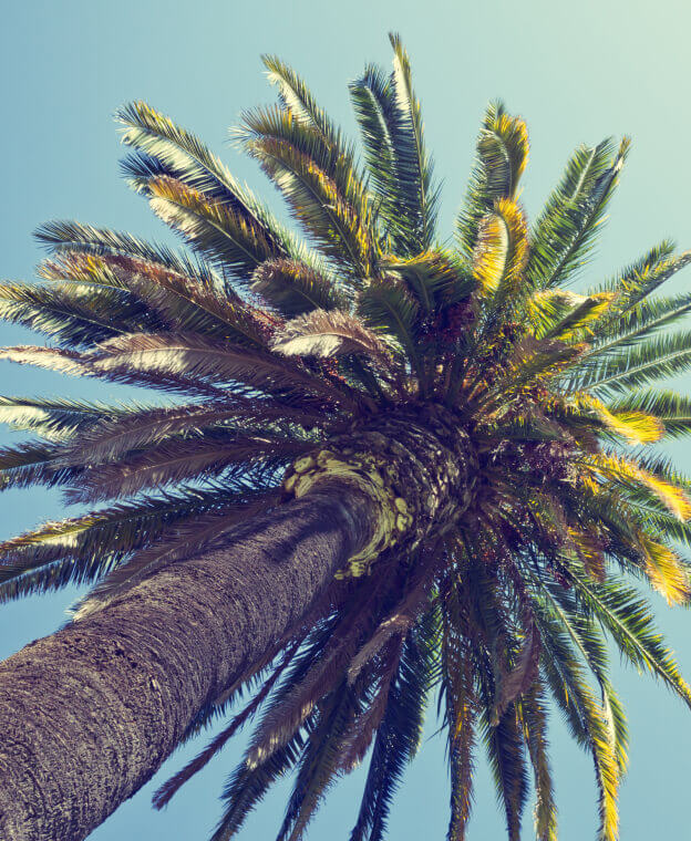 View From Below a Palm Tree